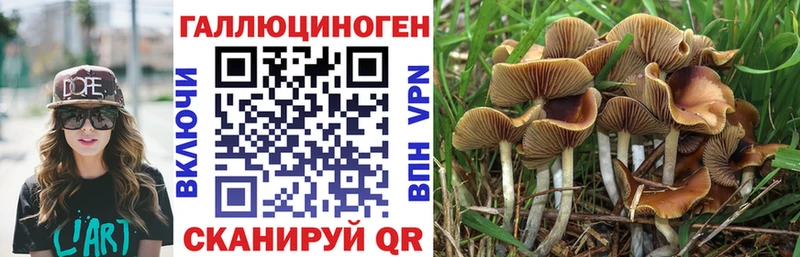 Псилоцибиновые грибы Psilocybine cubensis  Купить где  Королёв 